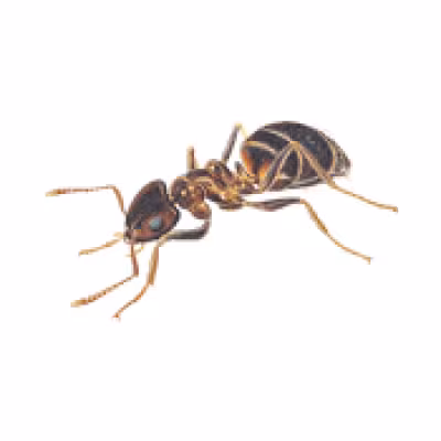 furnica-neagra.png
