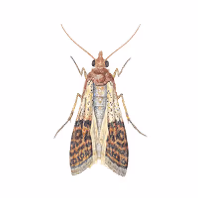 molia-fructelor-uscate.png