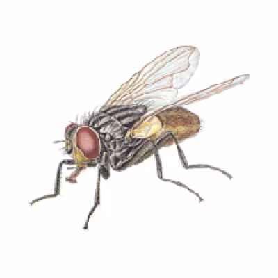 musca.png