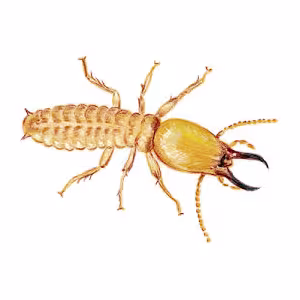 termita.png